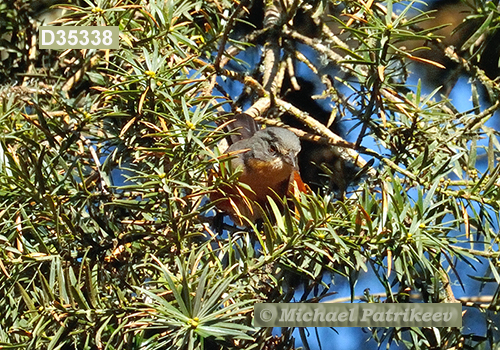 Buff-breasted Warbling-Finch (Poospiza lateralis)
